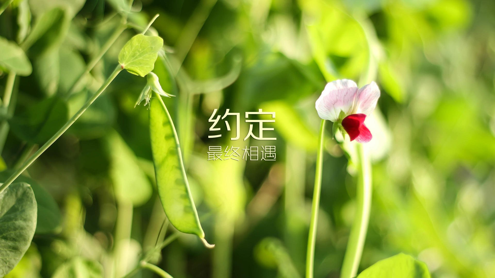 青少年体育人才培养计划，青少年体育训练计划
