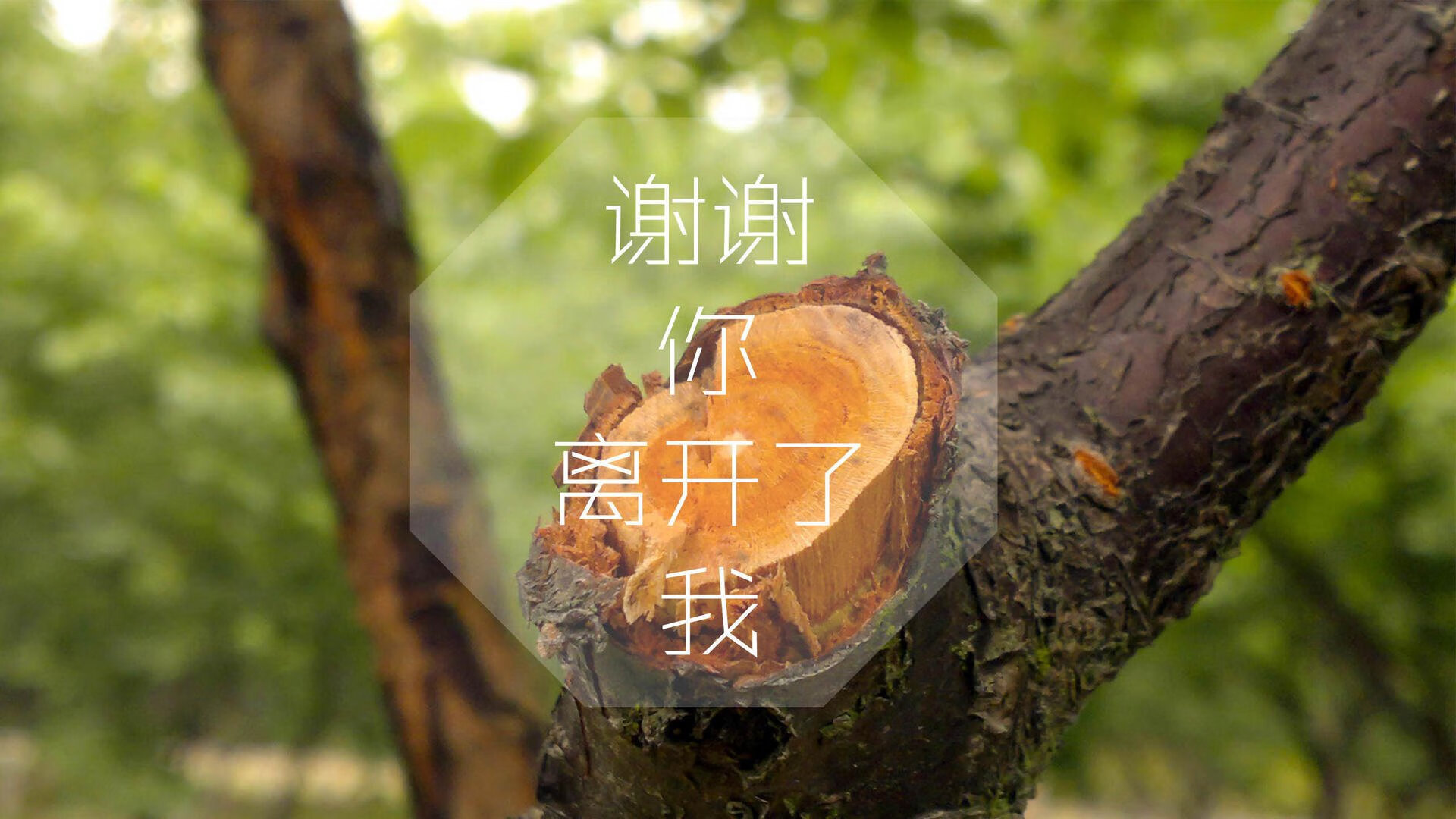 埃及赛制创新：如何平衡赛制改革与传统优势