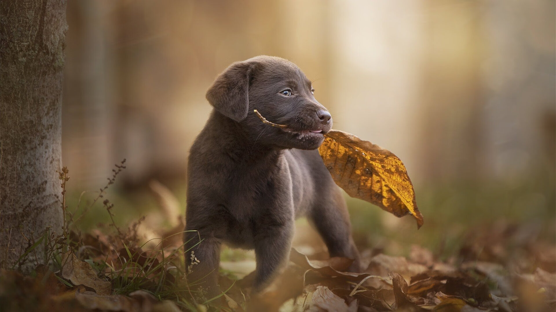 南非青训体系吸引国际目光,培养未来的橄榄球明星,南非篮球运动员